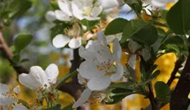 Zierapfel