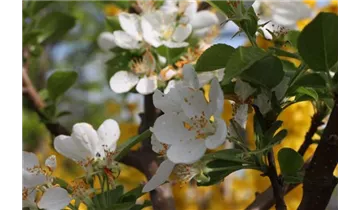 Zierapfel