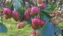 Zierapfel