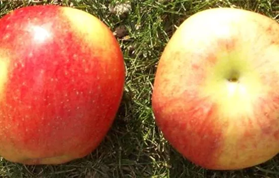 Malus (Apfel) 'Ariwa'