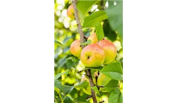 Apfel Berlepsch