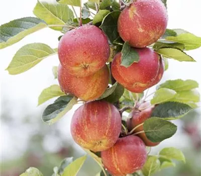 Malus (Apfel) 'Boskoop'