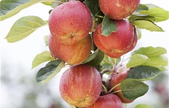 Malus (Apfel) 'Boskoop'