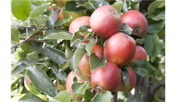 Apfel Braeburn