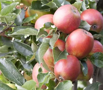 Malus (Apfel) 'Braeburn'