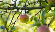 Apfel Cox Orange Koralle