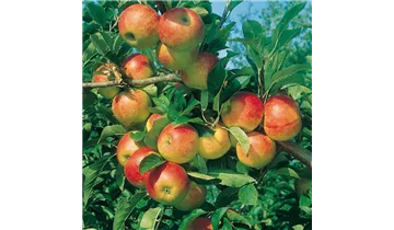 Apfel Cox Orange Renette