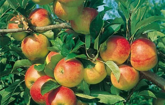 Malus (Apfel) 'Cox Orange'