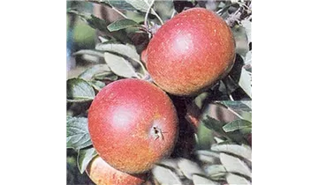 Apfel Cox Orange Renette