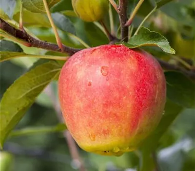 Malus (Apfel) 'Elstar'
