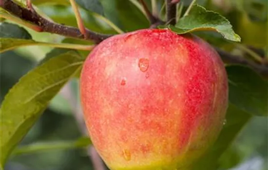 Malus (Apfel) 'Elstar'