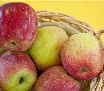 Malus (Apfel) 'Florina' ®