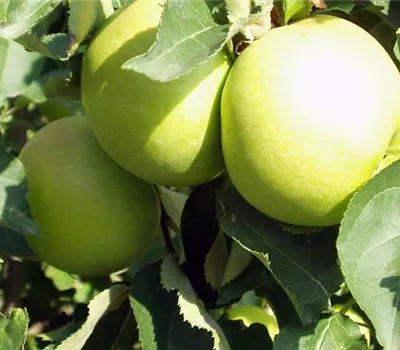 Malus (Apfel) 'Golden Delicious'