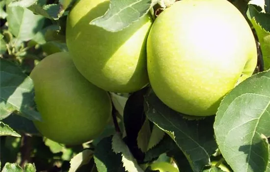 Malus (Apfel) 'Golden Delicious'