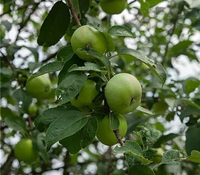 Malus (Apfel) 'Granny Smith'
