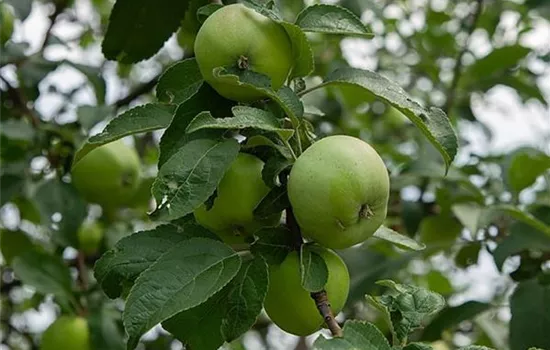 Malus (Apfel) 'Granny Smith'