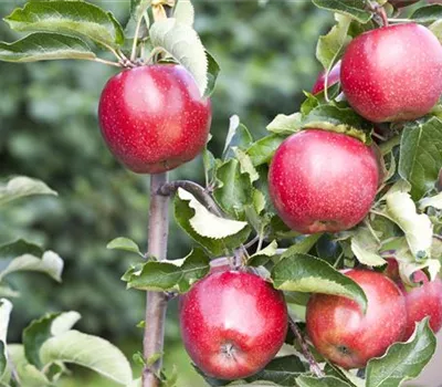 Malus (Apfel) 'Jonagold'