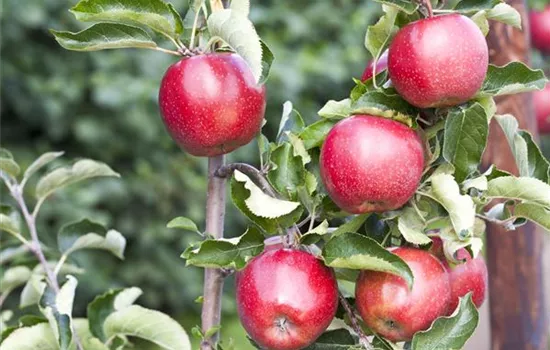 Malus (Apfel) 'Jonagold'
