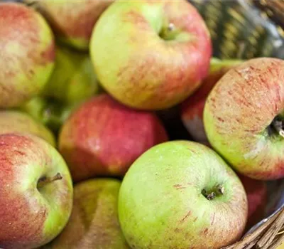 Malus (Apfel) 'Pilot'