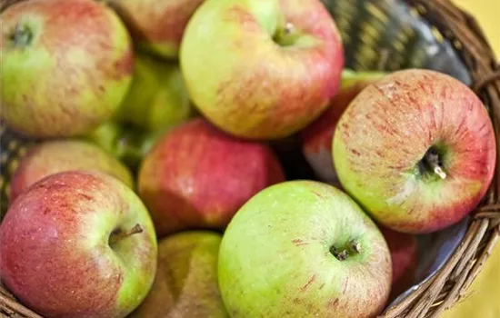 Malus (Apfel) 'Pilot'