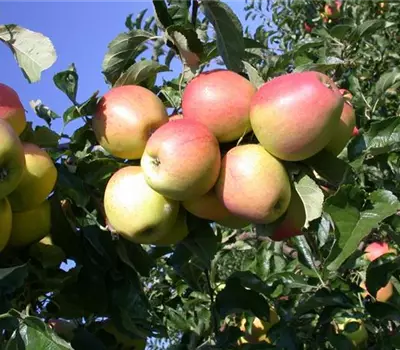 Malus (Apfel) 'Pinova'