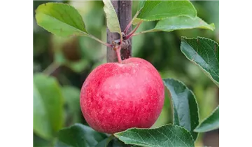 Apfel Royal Gala