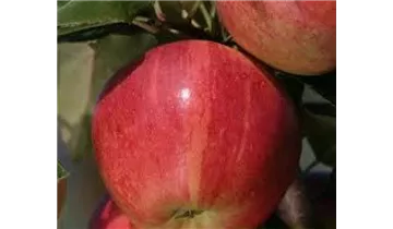 Apfel Royal Gala