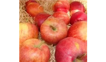 Apfel Royal Gala