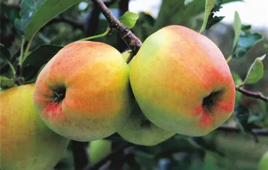 Malus (Apfel) 'Tentation'