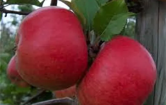 Malus (Apfel) 'Topaz'
