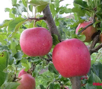 Malus (Apfel) DUO 'Galiwa® x Topaz (S)'