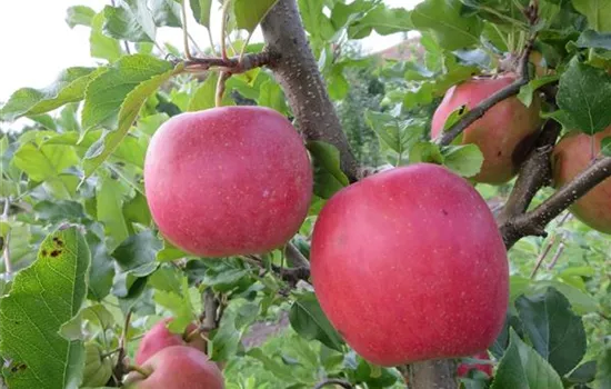 Malus (Apfel) DUO 'Galiwa® x Topaz (S)'
