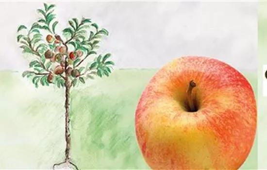 Malus (Miniapfel) Crony 'Topaz'