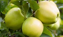Säulenapfel