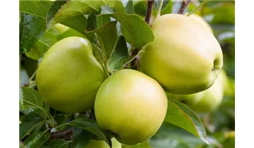 Säulenapfel