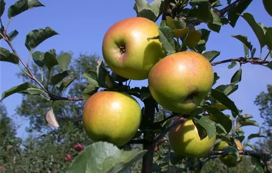 Malus (Säulenapfel) 'Goldcats'