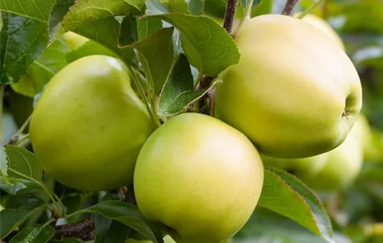 Malus (Säulenapfel) 'Green Sensation'