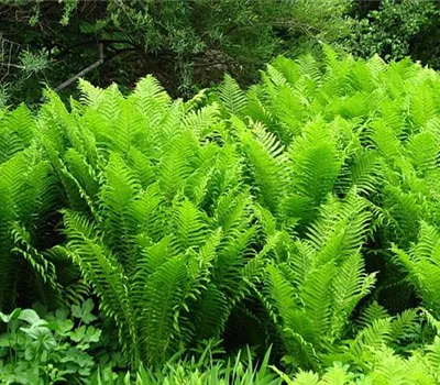 Matteuccia struthiopteris