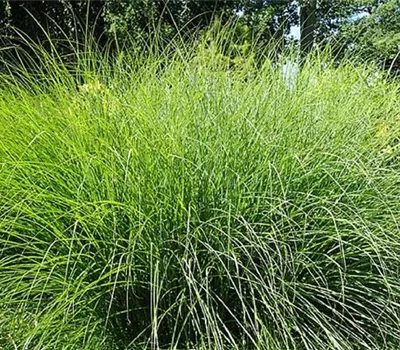 Miscanthus sinensis 'Gracillimus'