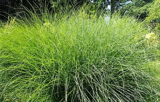 Miscanthus sinensis 'Gracillimus'