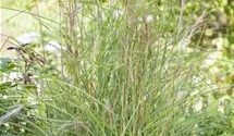 Eulalie, Chinaschilf