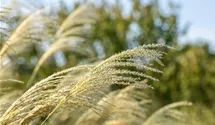 Eulalie, Chinaschilf