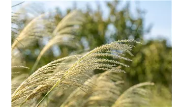 Eulalie, Chinaschilf