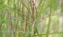 Eulalie, Chinaschilf