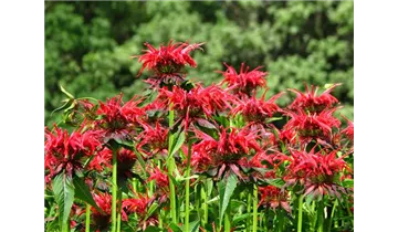 Goldmelisse, Indianernessel
