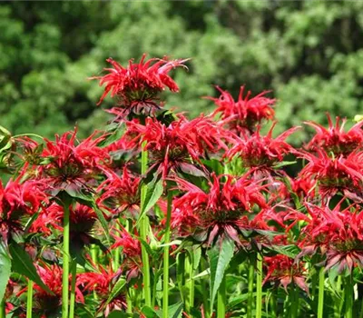 Monarda 'Squaw'