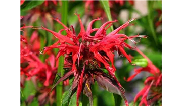 Goldmelisse, Indianernessel