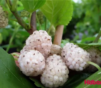 Morus alba 'Dolce Vita'