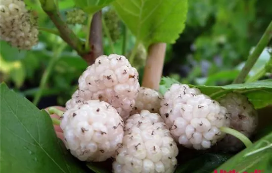 Morus alba 'Dolce Vita'