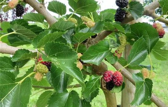 Morus alba 'Mora'